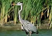 heron