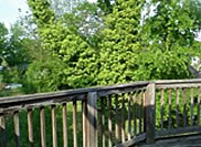 Burnside Street from rear deck